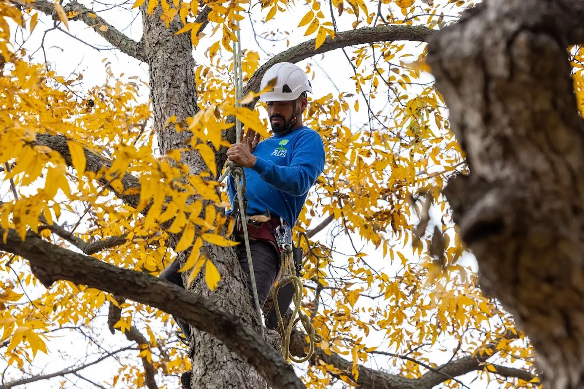 Skilled Tree Transplanting crew working in Fowler